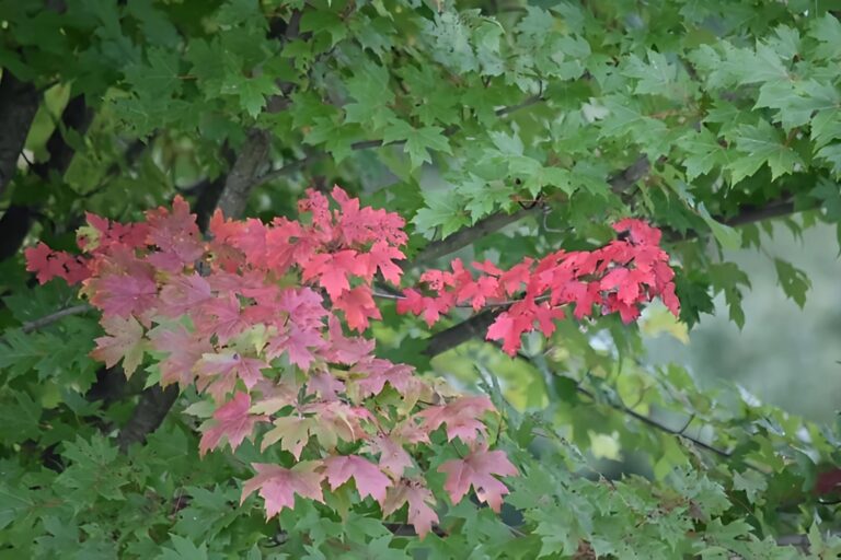 Hockley Valley