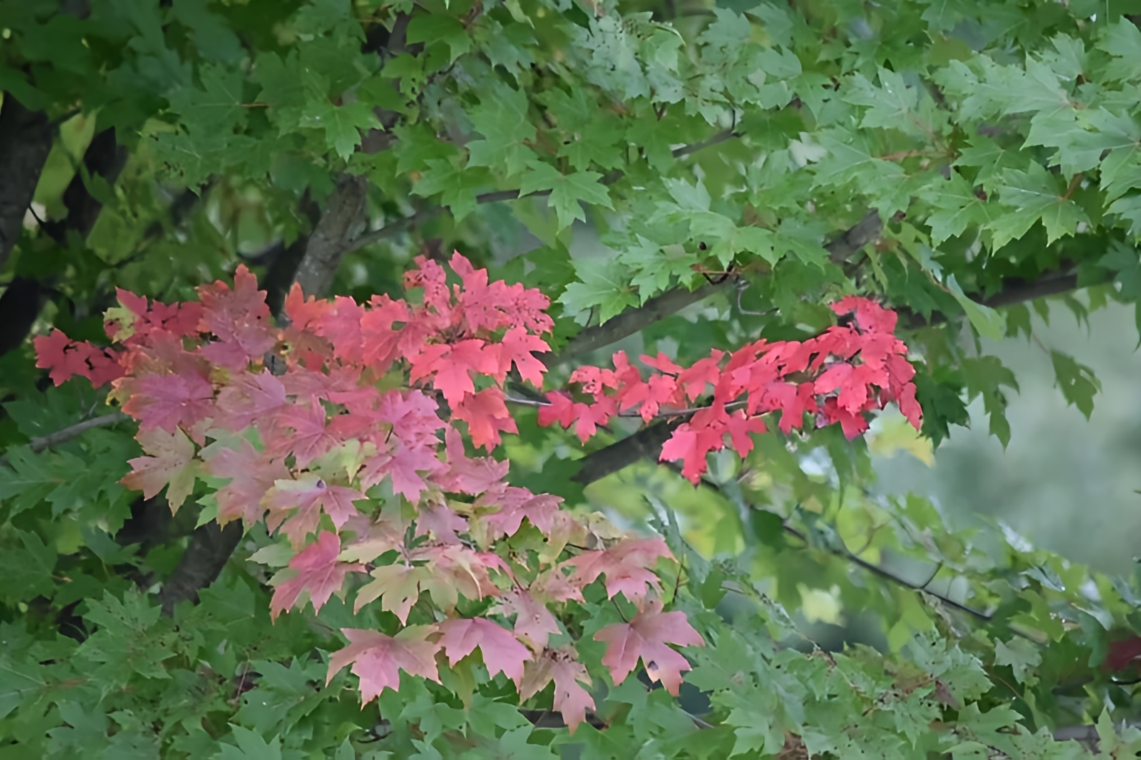 Hockley Valley